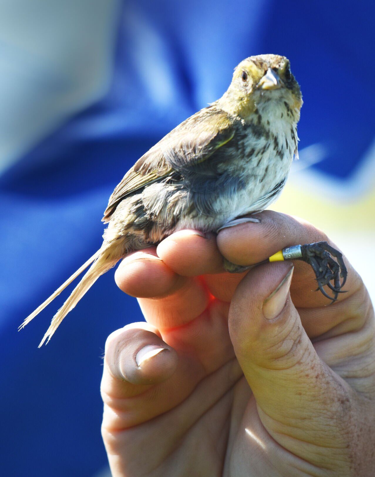 170726_NT_BEA_sparrows_15.JPG